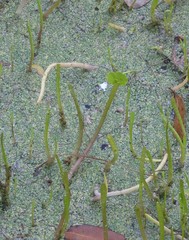 Lilaeopsis carolinensis