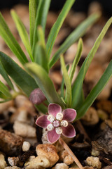 Asclepias uncialis