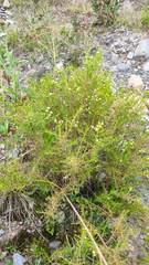 Baccharis boliviensis