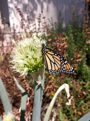 Danaus plexippus