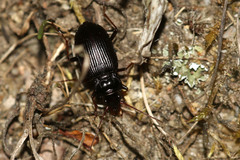 Nebria
