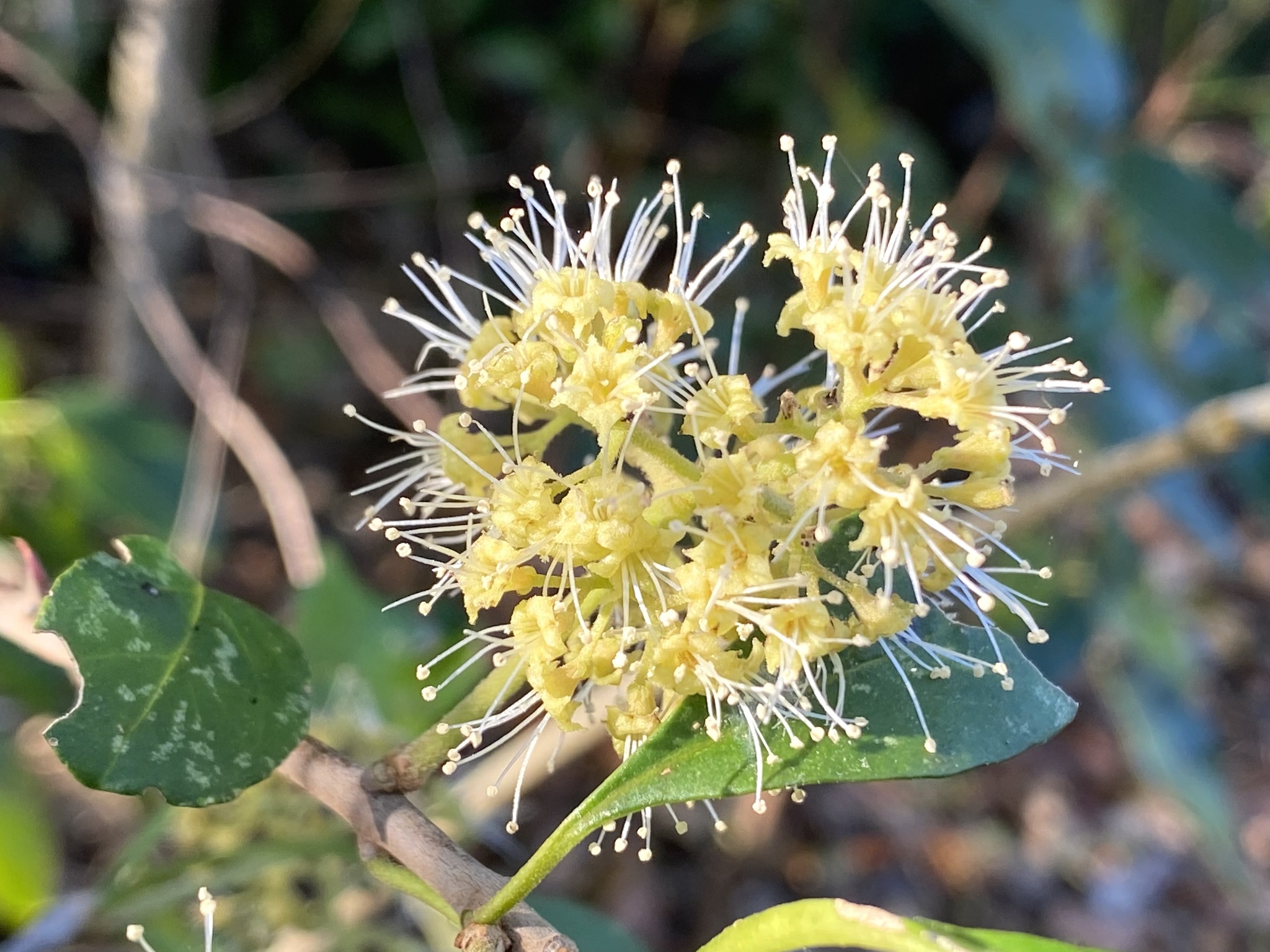 Pisonia aculeata
