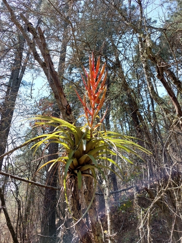 Tillandsia parryi Baker