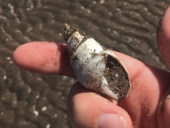 Buccinanops cochlidium