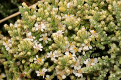 Olearia lepidophylla