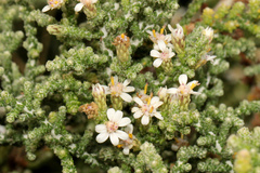 Olearia lepidophylla