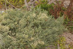 Olearia lepidophylla
