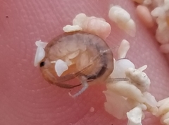 Platorchestia platensis