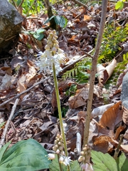 Tiarella wherryi