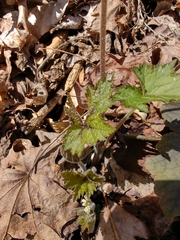 Tiarella wherryi