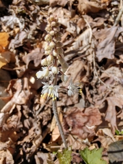 Tiarella wherryi