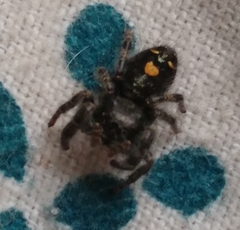 Phidippus audax