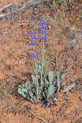Penstemon pachyphyllus