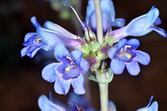 Penstemon pachyphyllus