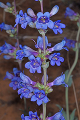 Penstemon pachyphyllus