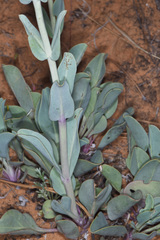Penstemon pachyphyllus