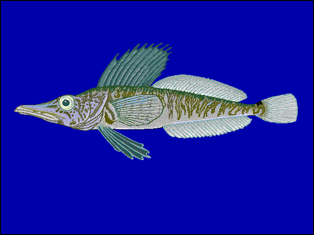 Pagetopsis macropterus