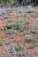Penstemon pachyphyllus
