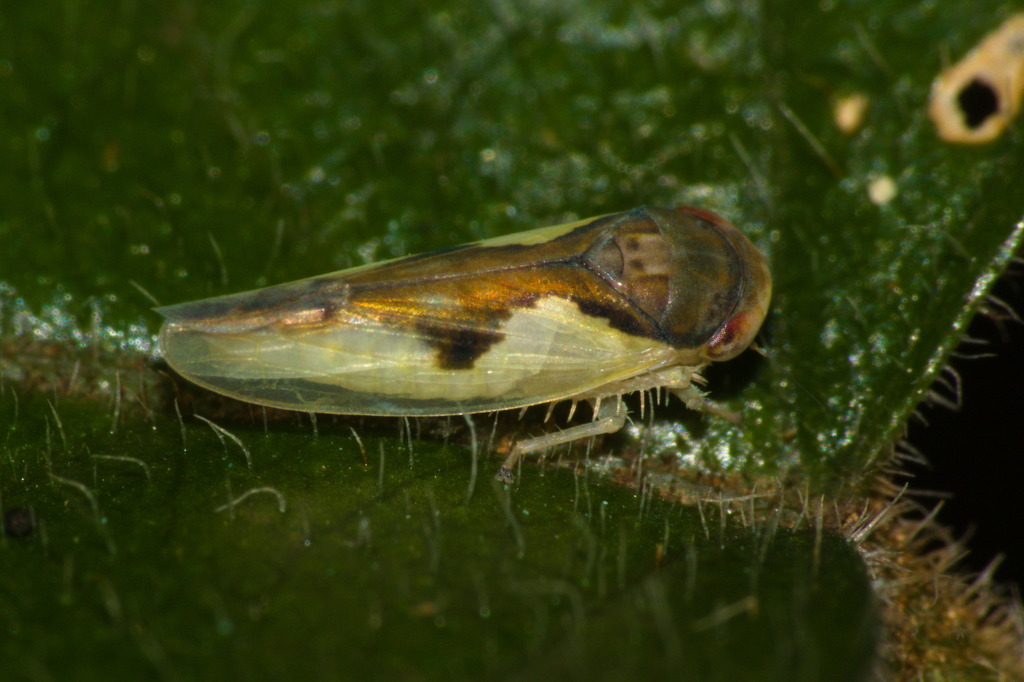 Neocrassana