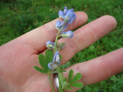 Lupinus subcarnosus