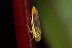 Dilobopterus costalimai