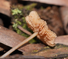 Entoloma readiae