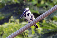 Ceryle rudis leucomelanurus