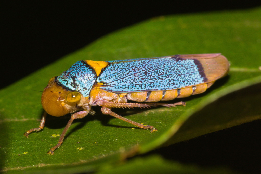 Molomea xanthocephala
