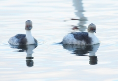 Podiceps occipitalis