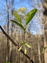 Styrax grandifolius