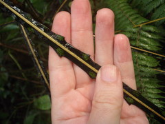 Pseudopanax