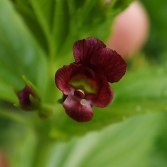 Scrophularia peregrina