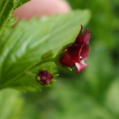 Scrophularia peregrina
