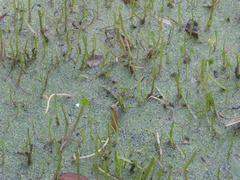 Lilaeopsis carolinensis