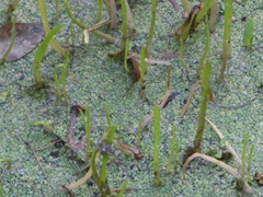 Lilaeopsis carolinensis