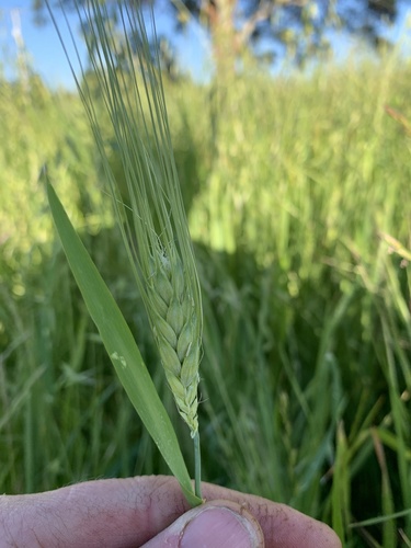 Triticum turgidum, photograph 5