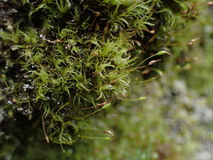 Ditrichum heteromallum