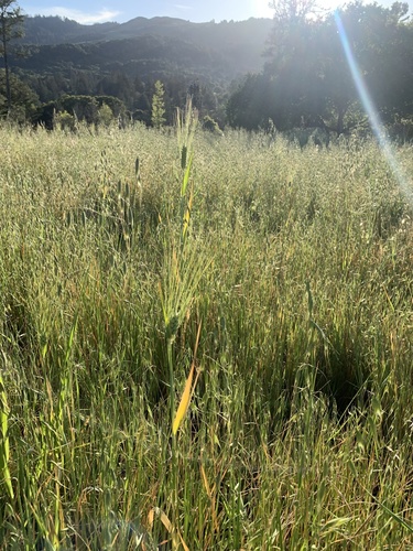 Triticum turgidum, photograph 6
