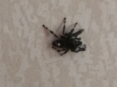 Phidippus audax