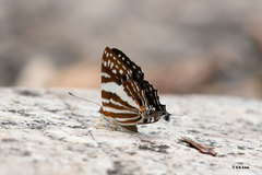 Dodona deodata