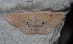 Cyclophora dataria