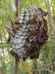 Polistes chinensis