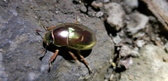 Chrysina