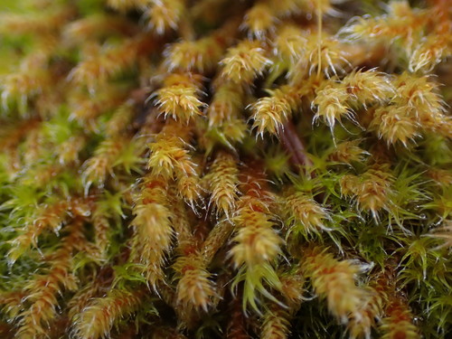 Image of Pseudobraunia californica by no rights reserved
