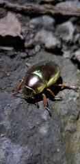 Chrysina