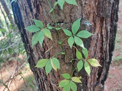 Solanum appendiculatum