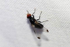 Seioptera vibrans