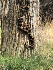 Inonotus munzii