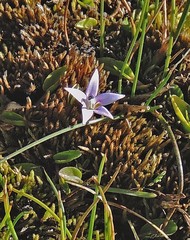 Lobelia oligophylla