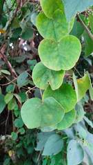 Cercis chinensis